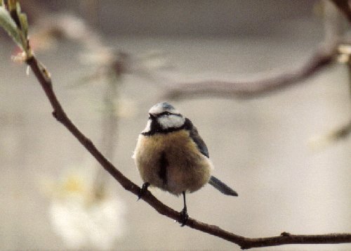 Blue tit